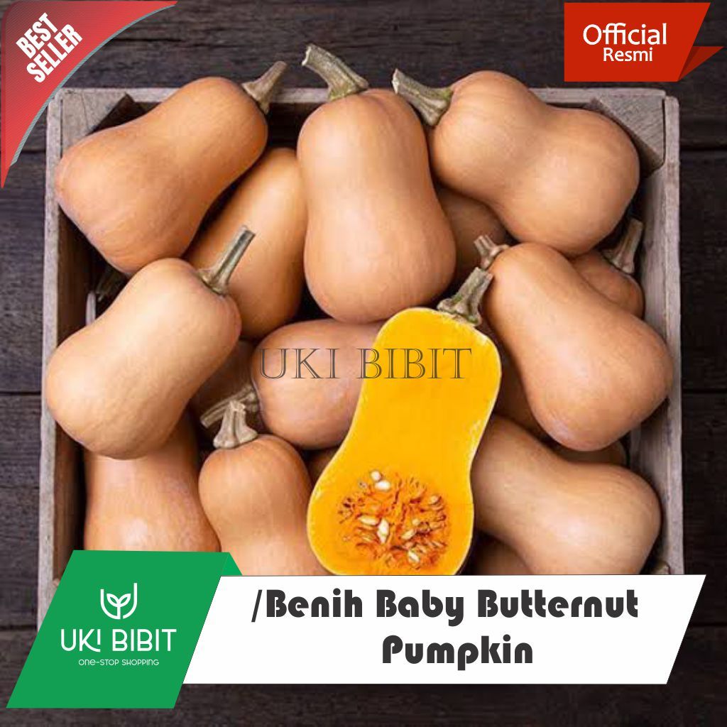 ( 5 Butir ) Benih Baby Waltham Butternut Pumpkin Jacqueline | Benih Labu Madu Mini
