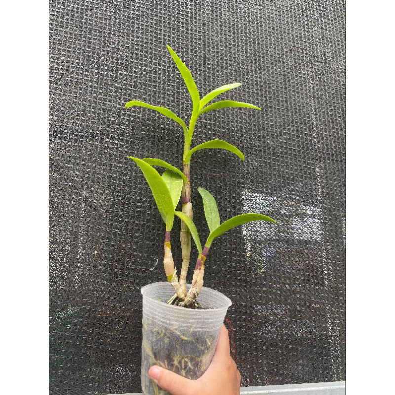 Anggrek pra-dewasa dendrobium kriting/melintir
