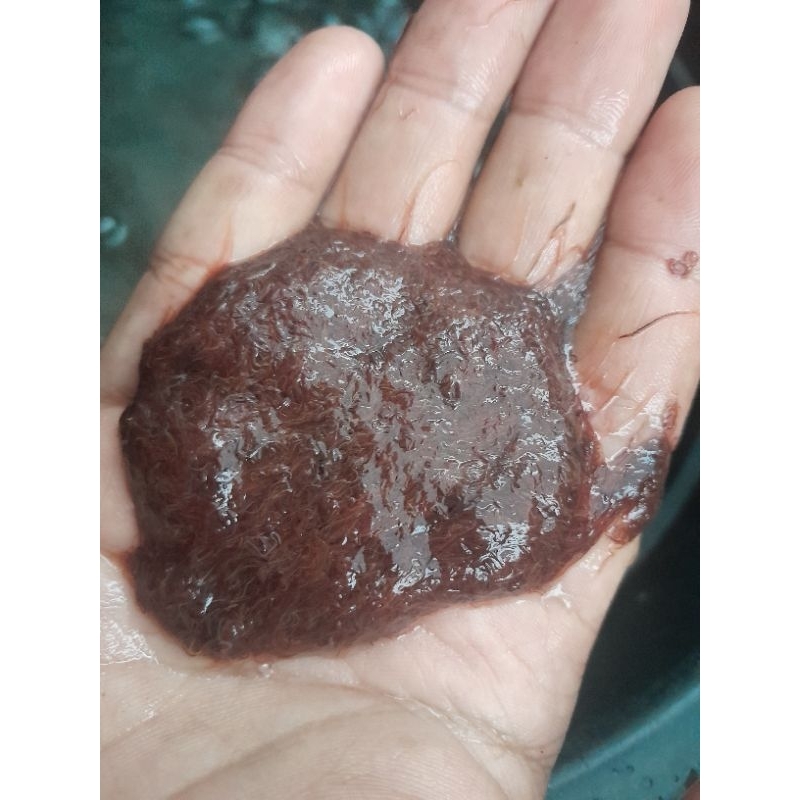 pakan ikan Cacing sutra hidup perbungkus