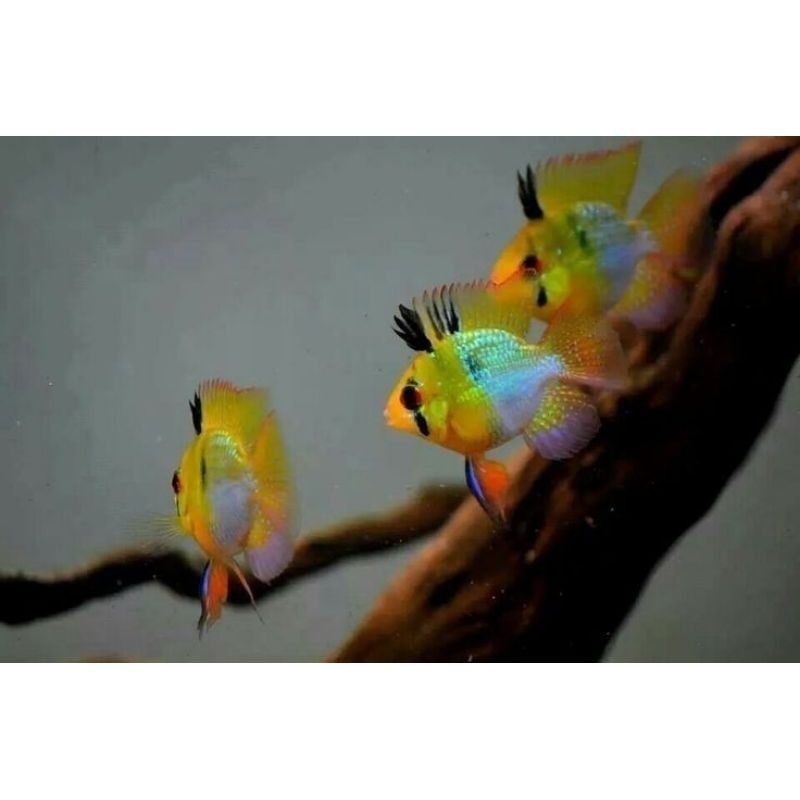 Ramirezi German Elektrik