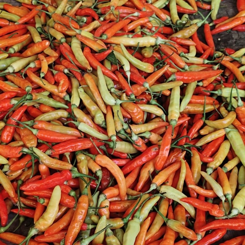 

Cabe rawit / cabai rawit merah 100 gram