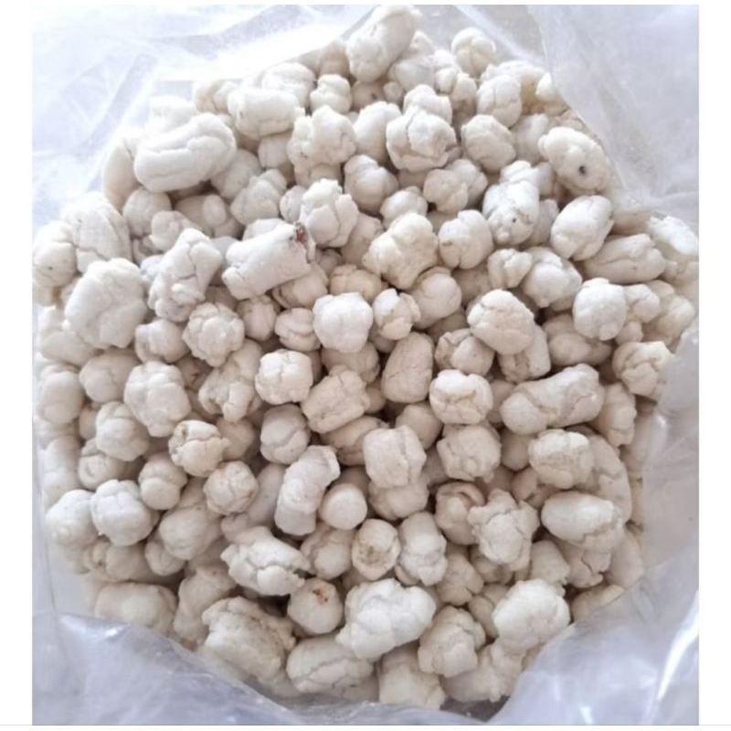 

pilus cikur / pilus seblak / pilus kencur