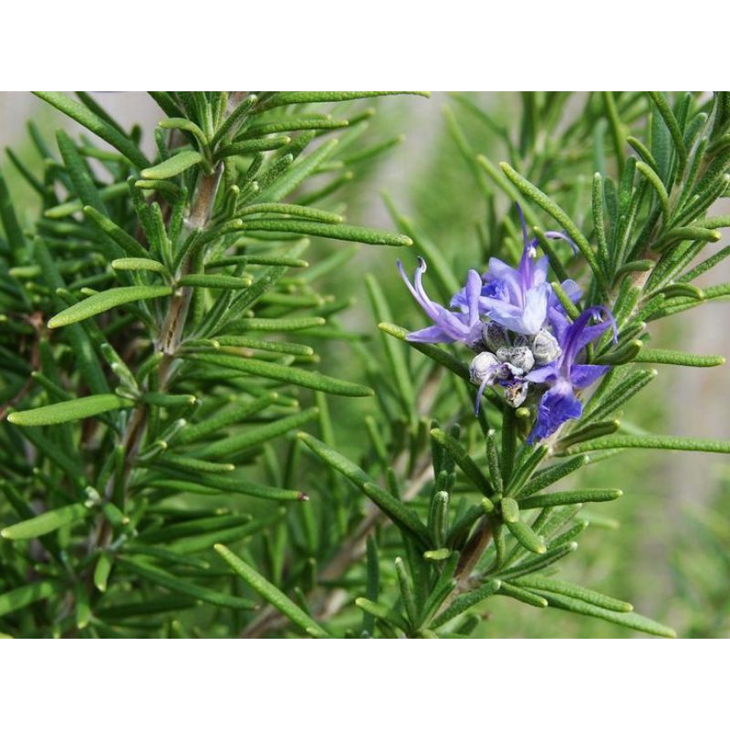 

1.Rosemary Segar Herbal Alami Murni