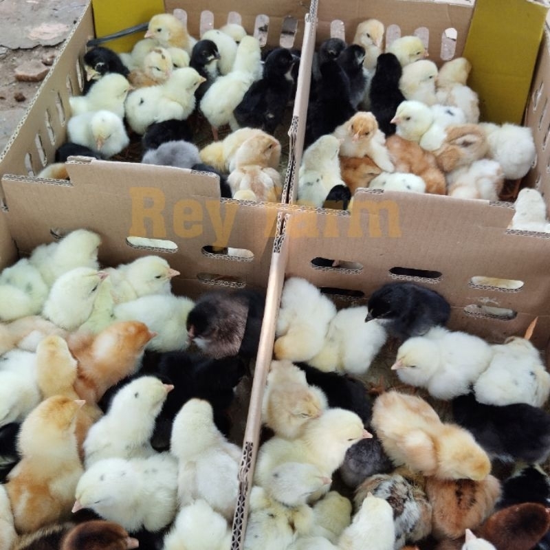 Doc Joper 1 Bok Isi 102 Ekor / Bibit Ayam Kampung Super