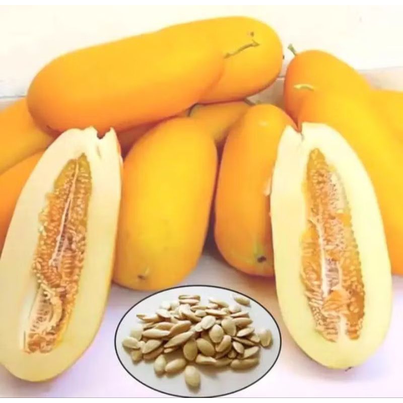 Bibit timun suri // Bibit timun suri super // Benih timun suri // timun suri kuning