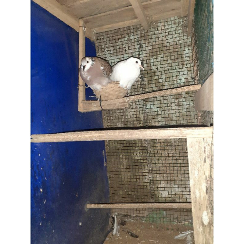 

Telur fertil derkuku warna