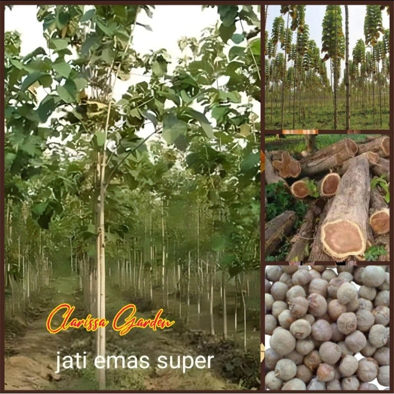 BIJI | BENIH JATI EMAS HYBRID KUALITAS SUPER