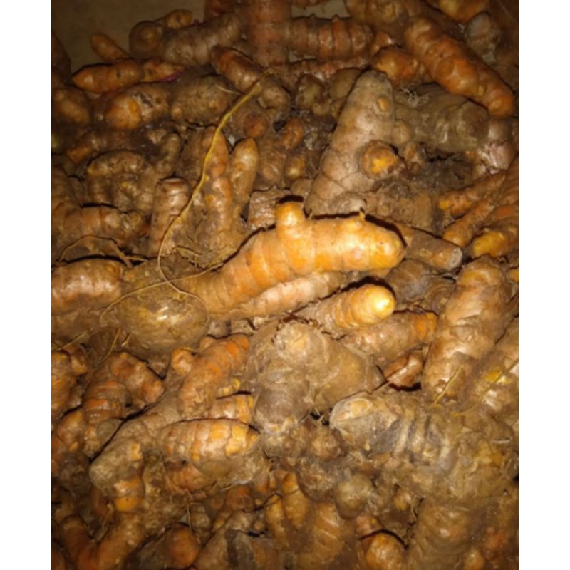 

kunyit bahan masakan