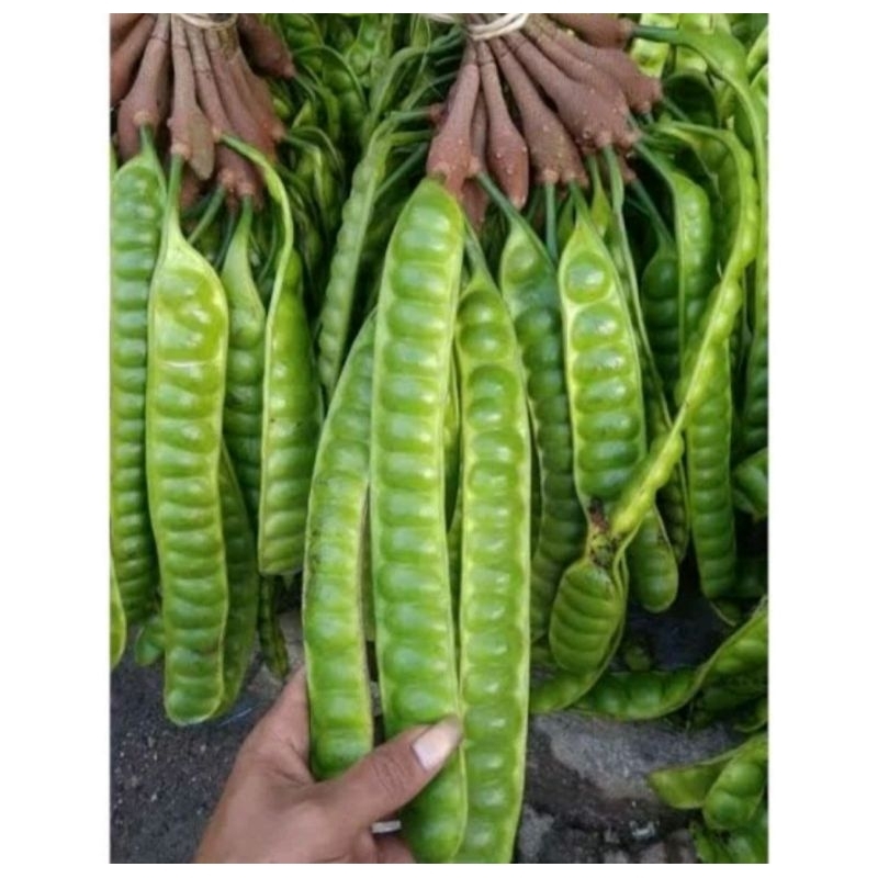 

Pete/Petai Segar