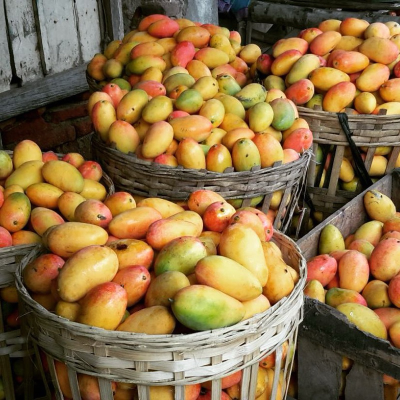 

Mangga Podang Gunung Suluhan Berat 1 Kg