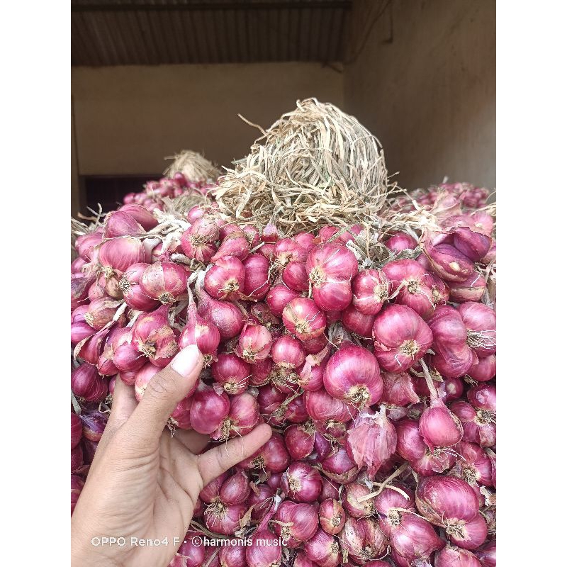

Bawang Merah Probolinggo Super (Daunan)