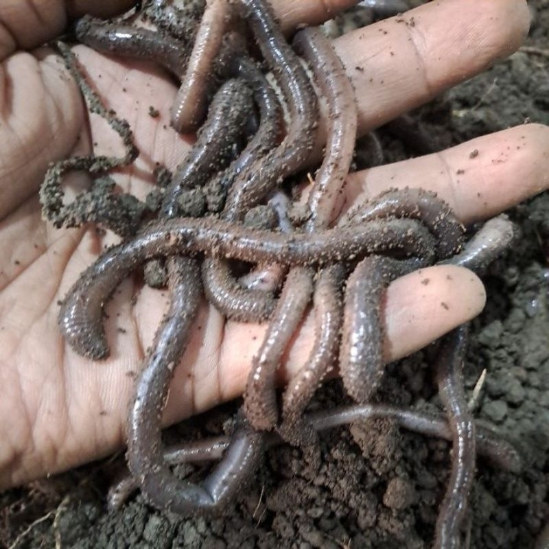 Cacing kalung umpan bawal,lele ( 100gram )