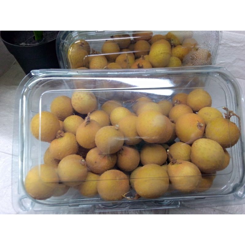 

MMFRUITS buah kelengkeng jumbo