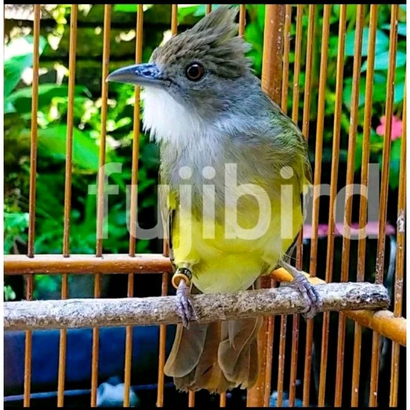 CUCAK JENGGOT JAWA RAWATAN