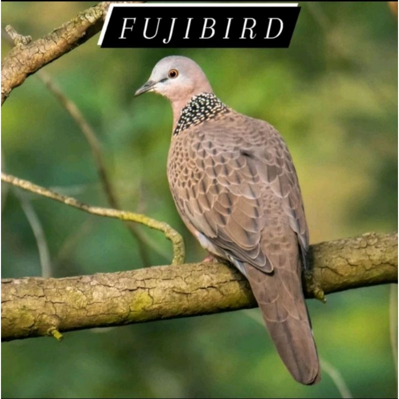 BURUNG TEKUKUR JANTAN PILIHAN