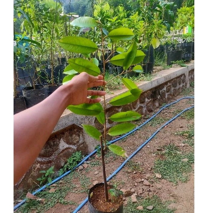 BIBIT DURIAN DURI HITAM BIBIT DURIAN OCHE BIBIT DURIAN D200