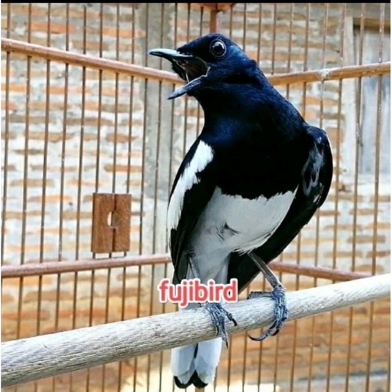 KACER DADA PUTIH GACORAN