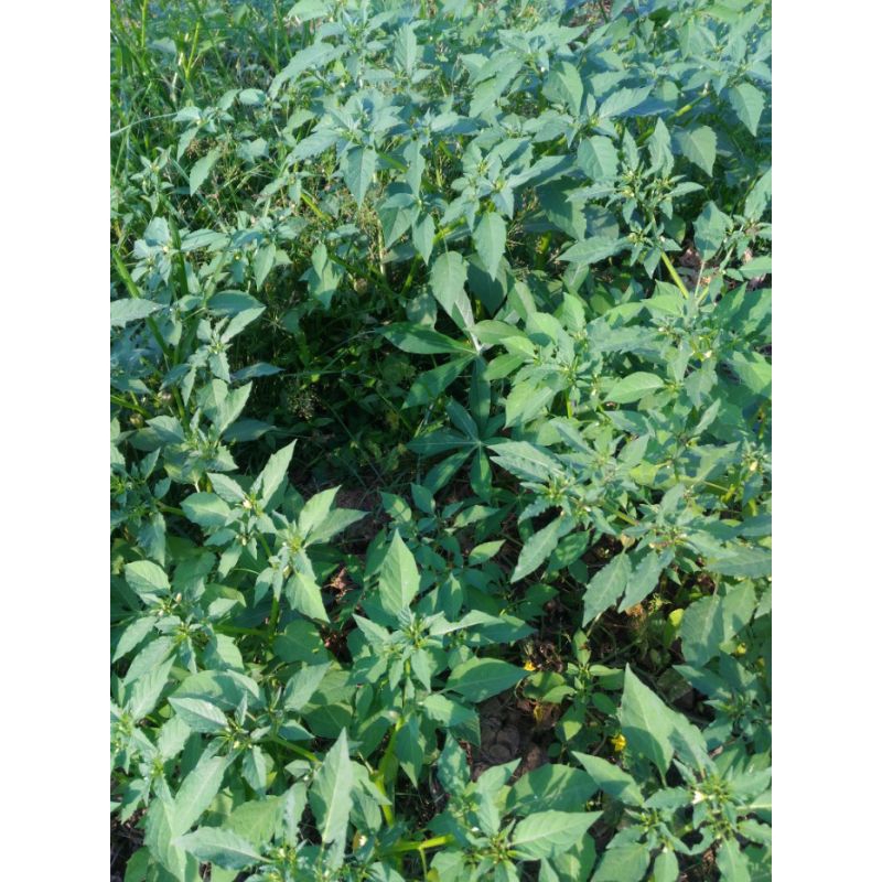 

CECENET/CIPLUKAN UNTUK HERBAL 250GR