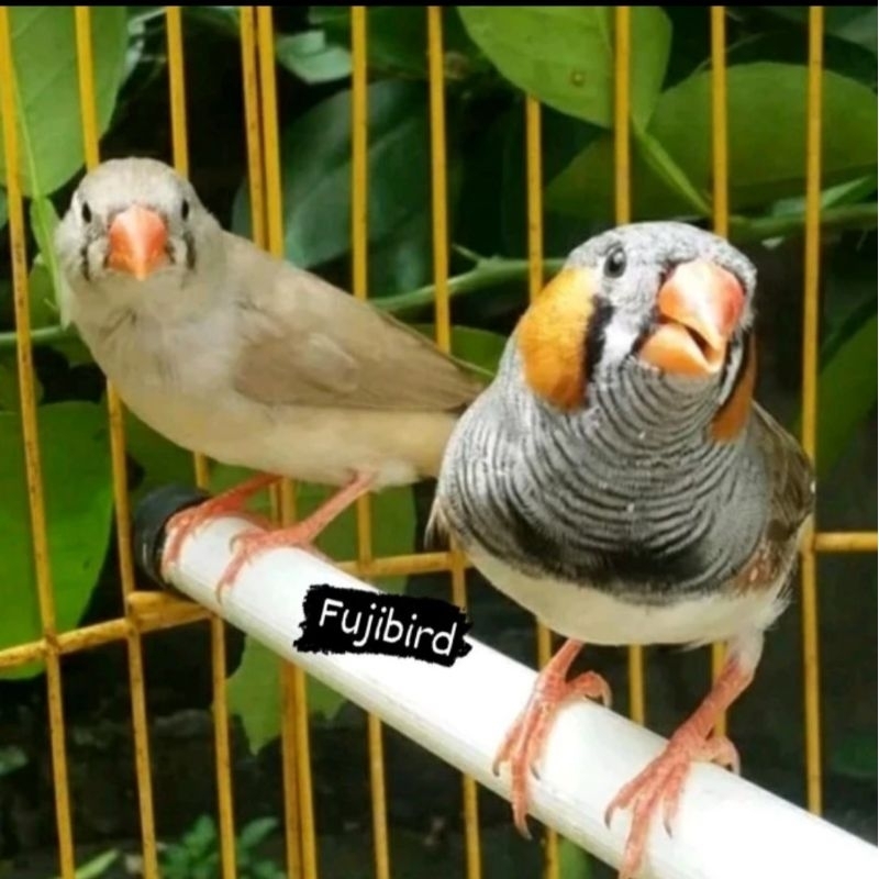 BURUNG ZEBRA FINCH WARNA STANDAR SEPASANG