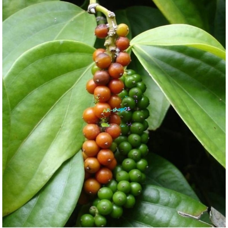 

lada segar fress per 500g | daun lada segar | jual buah dan daun lada
