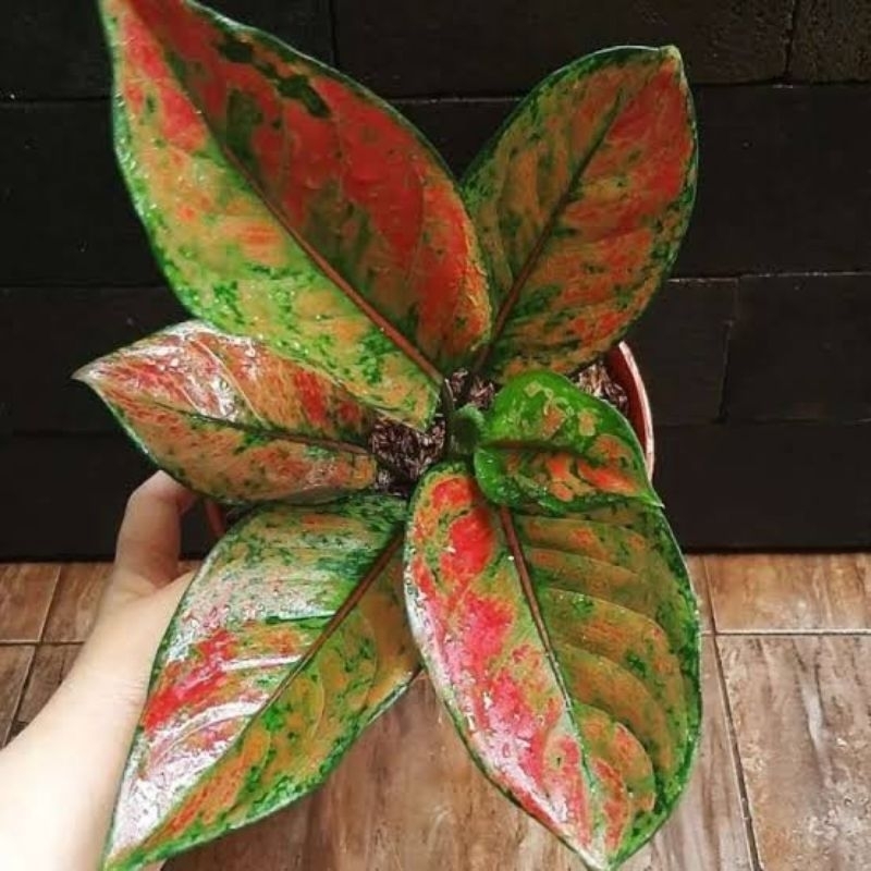 bunga aglonema Heng Heng aglonema heng heng