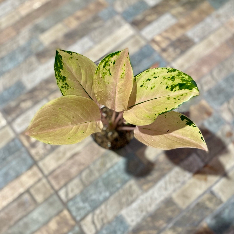 Aglaonema Golden Love