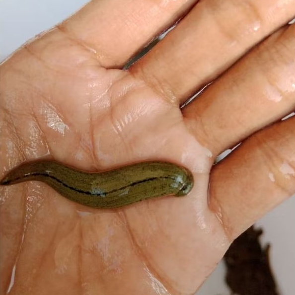 Lintah terapi sedang