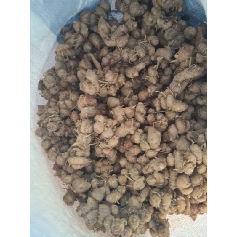 

Kencur jawa 1 kg