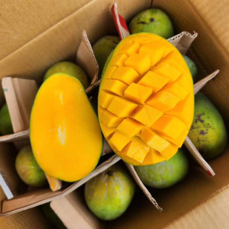 

mangga alpuket asli bangil jawa timur