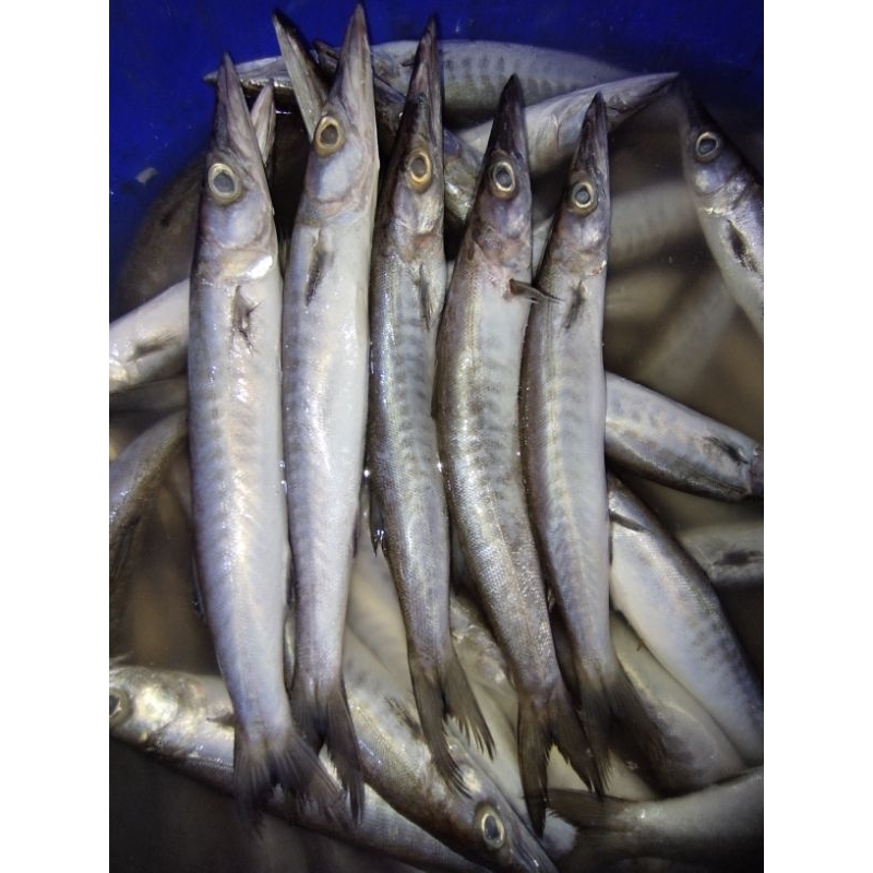 

Ikan alu alu fresh dan segar isi 5 ..1kg