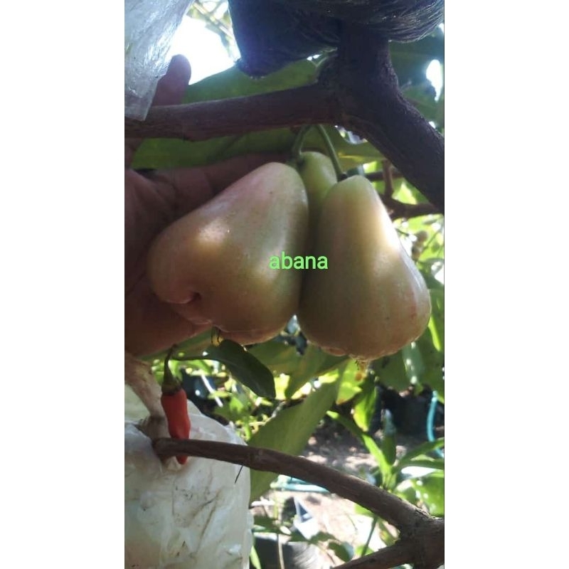 Bibit Jambu Salju asal cangkok