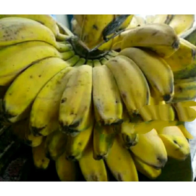 

pisang kepok (keripik)1 sisir berat di atas 1 kg kondisi barang utuh