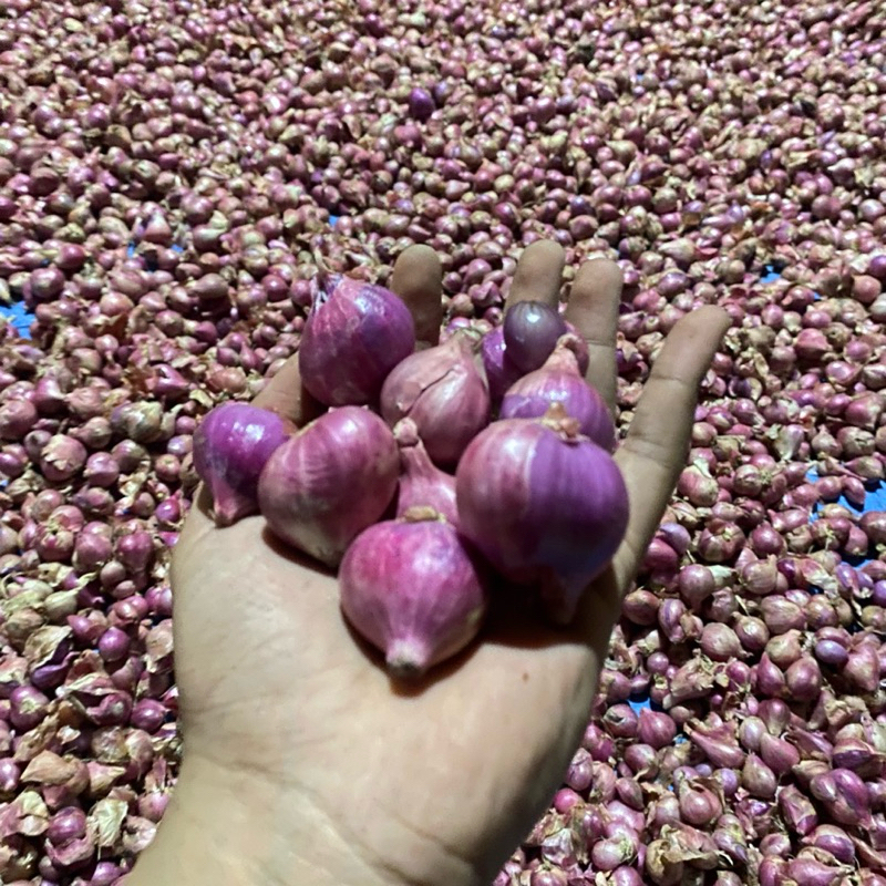 

bawang merah lokal super jumbo 1kg harga grosir