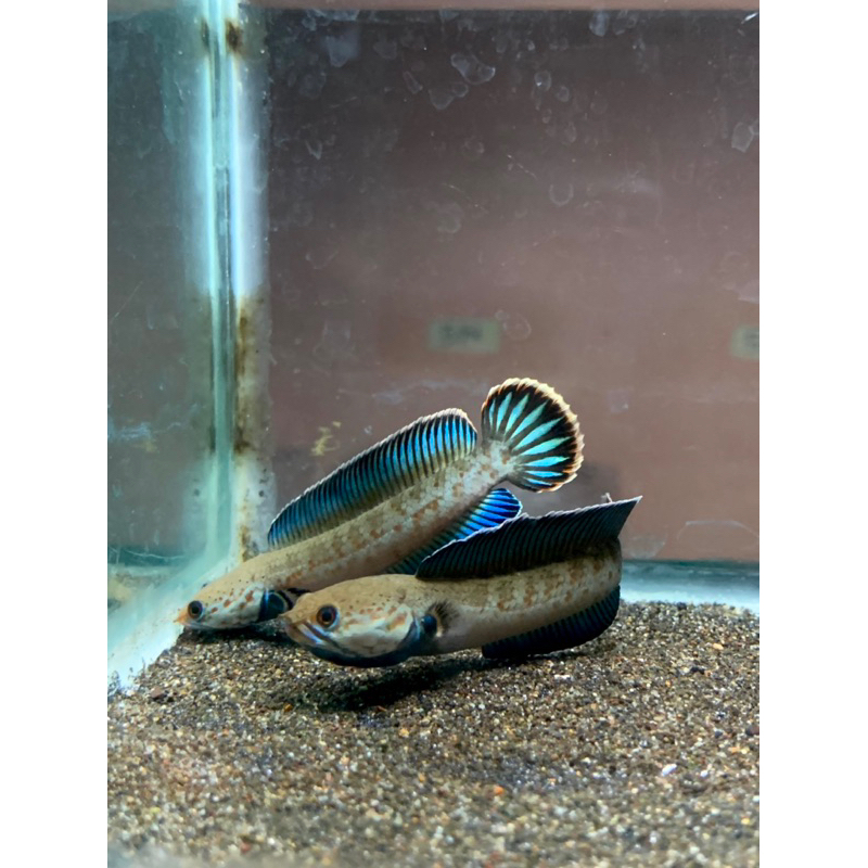 Sticker Channa Andrao bahan gondrong