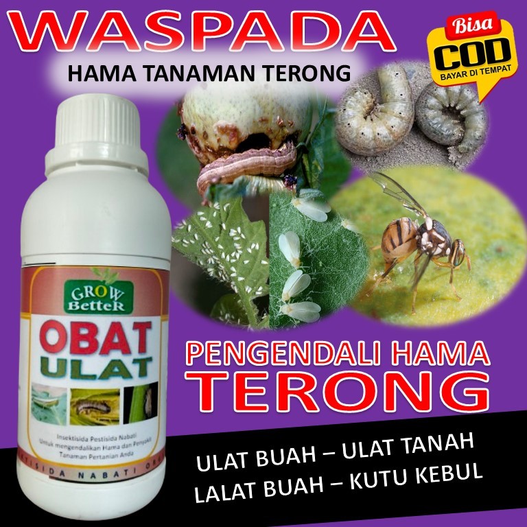 Pestisida Organik Obat Ampuh Untuk hama ulat Lalat kutu kebul pada tanaman tomat