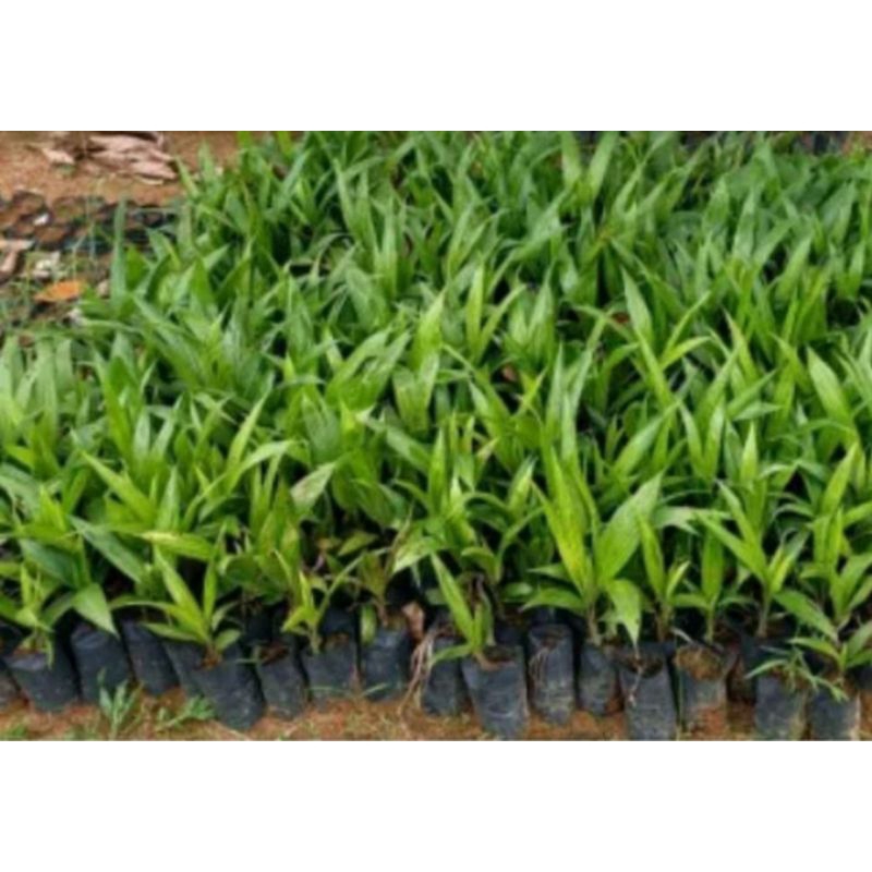 bibit kelapa sawit tanaman sawit murah