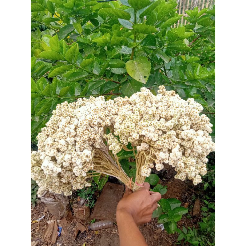 grosir TERMURAH bunga edelweiss kering