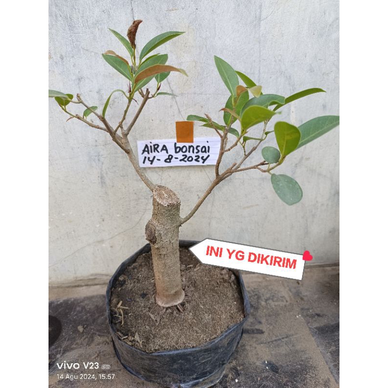 NEW BAHAN BONSAI IPRIK SILVER ORIGINAL PUCUK MERAH