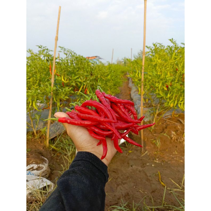 

cabe merah besar