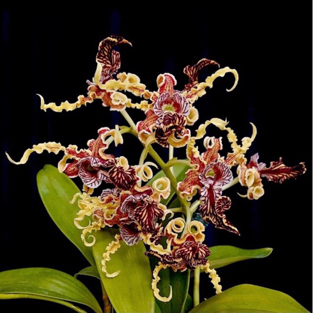 REMAJA DENDROBIUM SPECTABILE - ANGGREK KRIBO SPESIES PAPUA