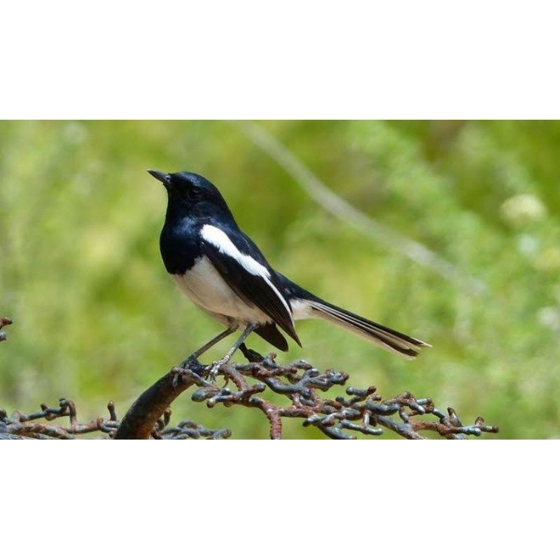 YNY ACC - KACER JANTAN HARIAN GACOR MENTAL GANTANGAN