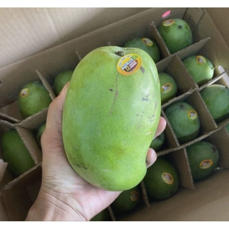 

Mangga Alpukat Klonal 21 Suluhan 10 Kg