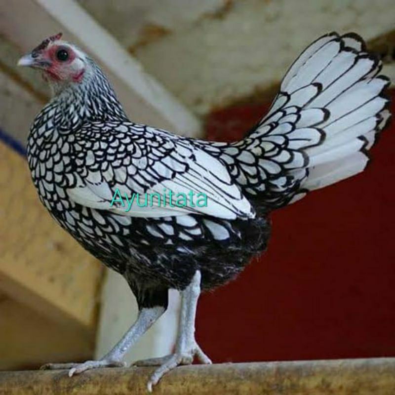 

Telur Ayam Hias Batik Itali Untuk Di tetaskan