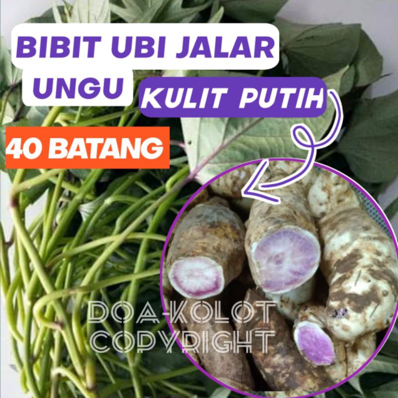 Bibit Ubi Jalar Ungu Kulit Putih Langka 40 Batang / Ubi Jalar Putih Daging Ungu