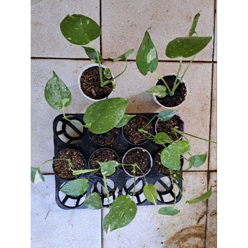 Tanaman Monstera Monthai Const