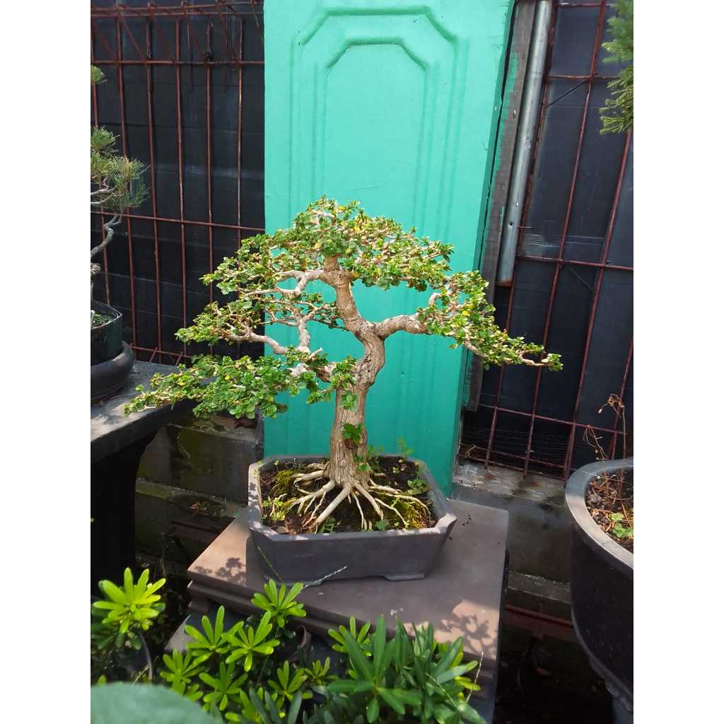 Bonsai Sancang Small
