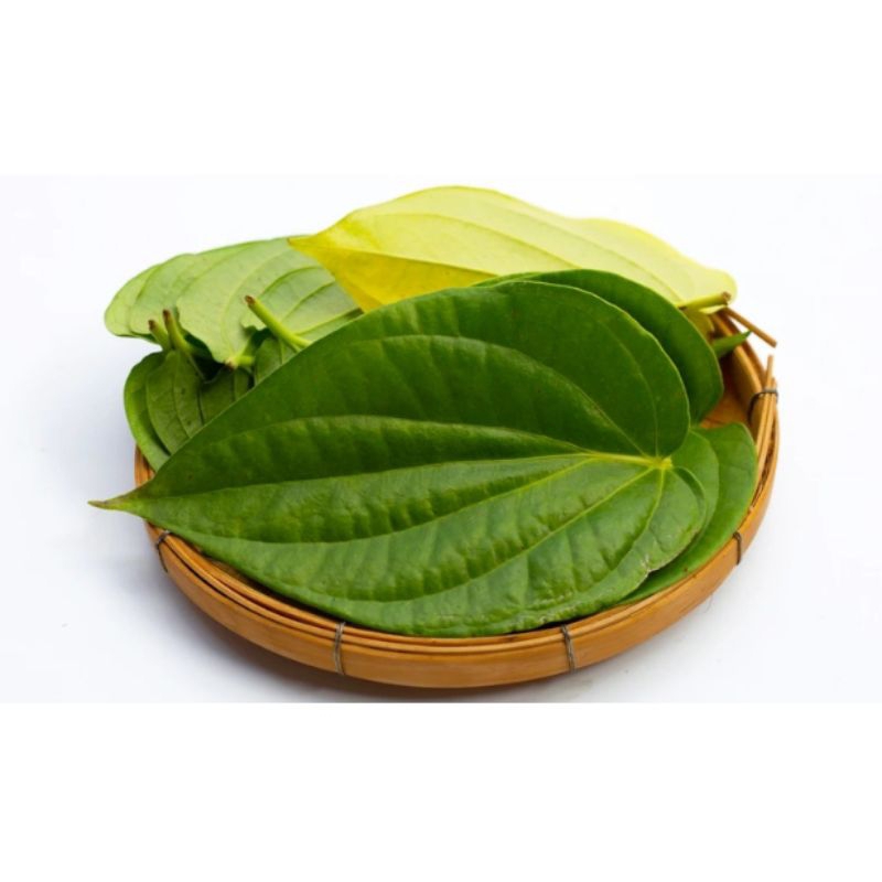 

daun sirih fresh untuk herbal perlembar