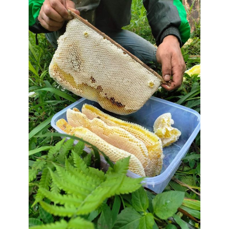 

MADU SARANG APIS CERANA / MADU GLODOK JOWO / MADU SARANG / MADU SARANG MURNI/ MADU SARANG CERANA NEKTAR KALIANDRA / MADU TAWON GLODOK JOWO