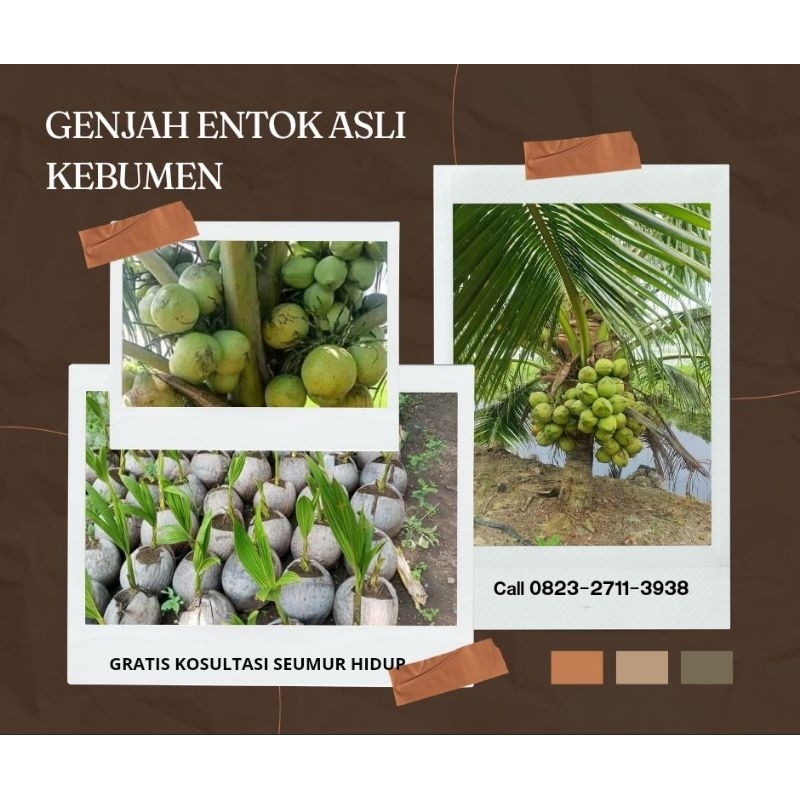 Bibit Kelapa Genjah, Bibit Kelapa Genjah Entok, Bibit Kelapa Genjah Entok Super Besar