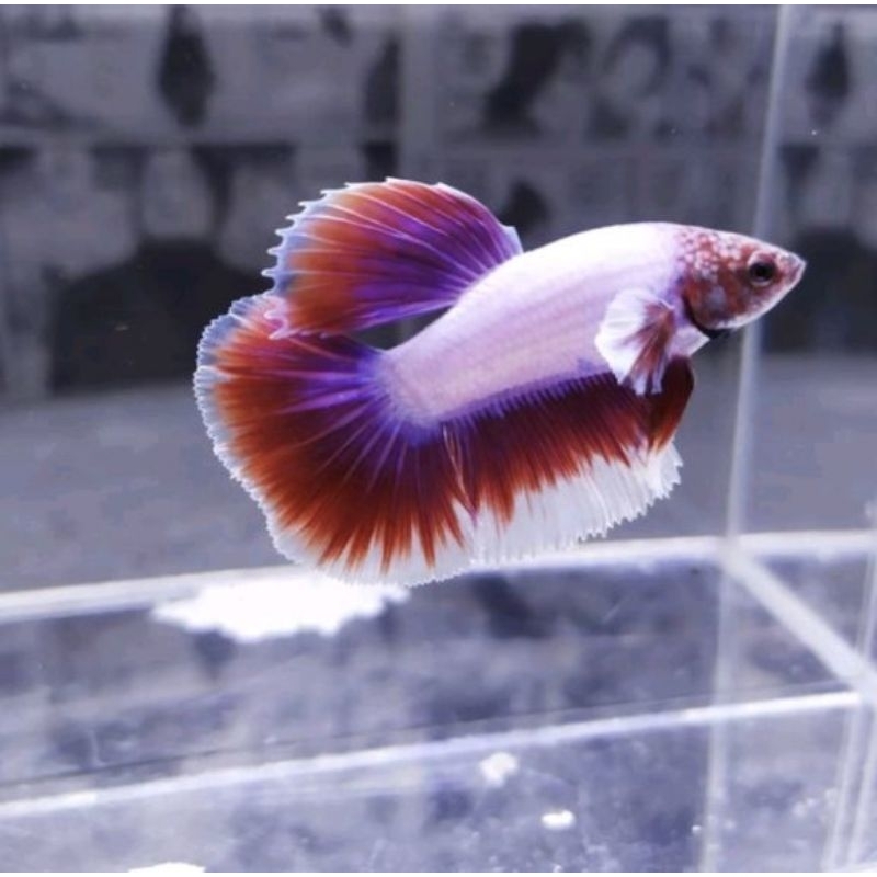 hiasan akuarium.. CUPANG HALFMOON Size L big ear.. random warna../dekorasi akuarium/ikan hias